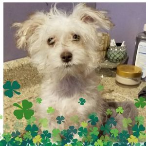 Meet your Posher, Shawn